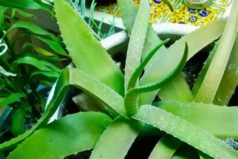 Why Are My Aloe Leaves Bending 9 Reasons With Easy Cures