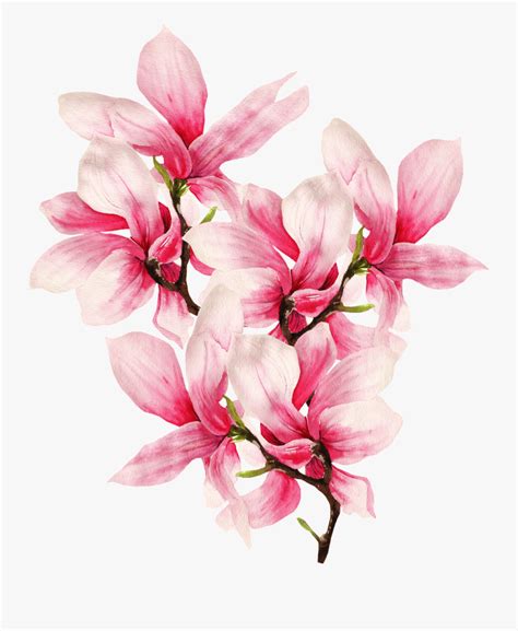 Ancient flower painting magnolia flower classical, antiquity, chinese style, plant illustration image on pngtree, free download on pngtree. Transparent Magnolia Flower Png - Pink Flowers Drawing ...