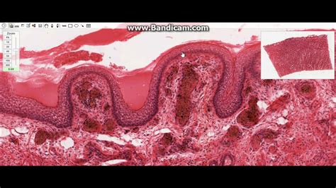 Histology Of The Oral Cavity Youtube