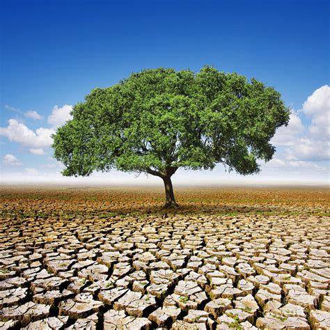 Tree On Dry Land Photograph By Carlos Caetano Fine Art America