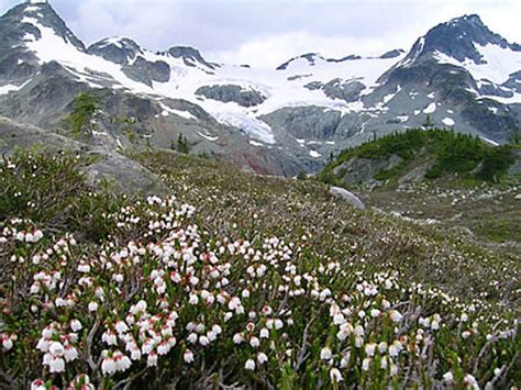 Tundra Biomes Of The World