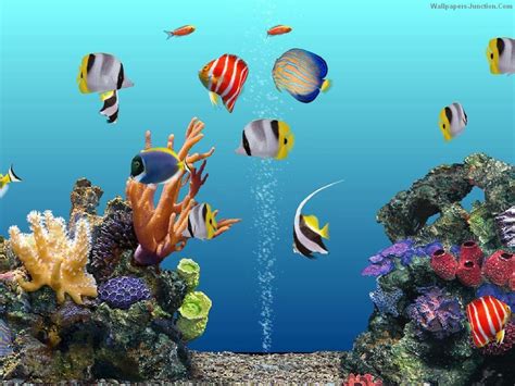 3d Aquarium Wallpaper Wallpapersafari