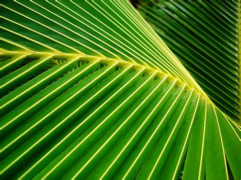 11 Lovely Hd Palm Leaf Wallpapers
