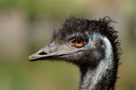 Emu Dromaius Novaehollandiae Lifestyle Diet And More Wildlife