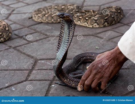 Encantador De Serpiente Que Maneja Una Cobra Foto De Archivo Imagen