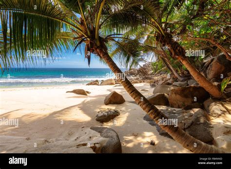 Palm Trees On Tropical Beach At Seychelles Anse Intendance Beach In
