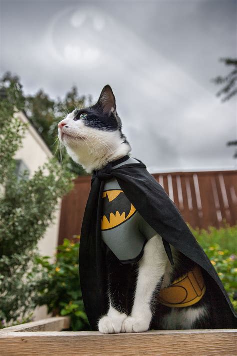 My Sister Bought Her Cat A Batman Costume I Couldnt