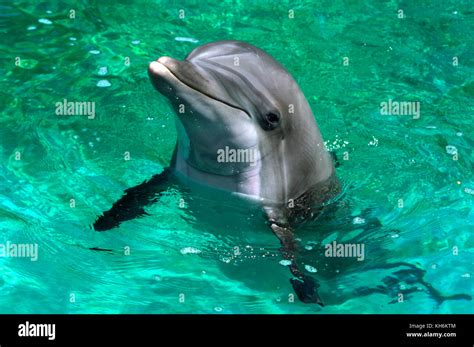 Atlantic Bottlenose Dolphin Stock Photo Alamy