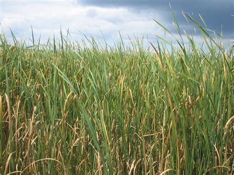 Tall Grass Aka The Marsh 3 Free Photo Download Freeimages