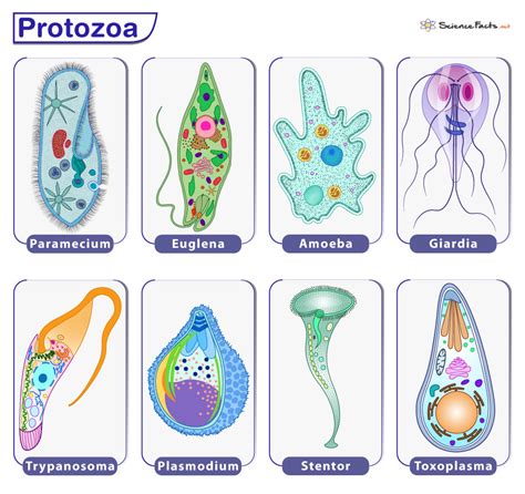 protozoa definition examples characteristics and classification