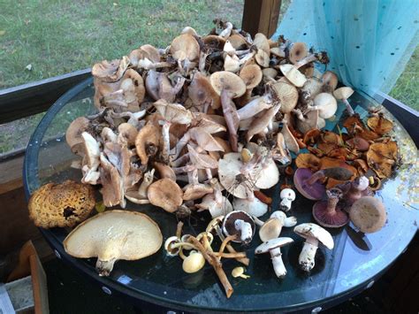 Mushroom Forage Fall 13 Iowa Co Wisconsin Stuffed