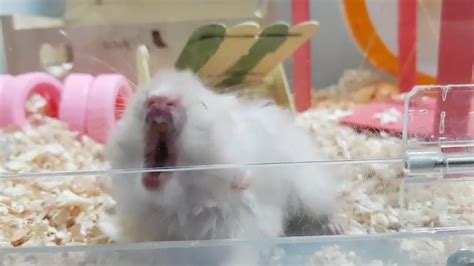 Screaming Hamster Meme