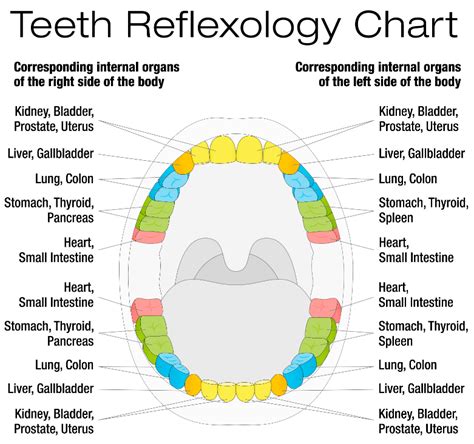 Cat Dental Chart Roots - Animal Friends