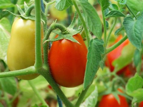 Maybe you would like to learn more about one of these? How to Prune Tomato Plants for Maximum Yield - Plant ...