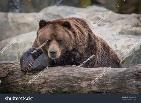 Male Alaskan Brown Bear Resting On Stock Photo 324864242 Shutterstock