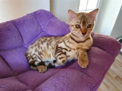 Are Snow Bengal Cats Fur Real Its Time To Discover