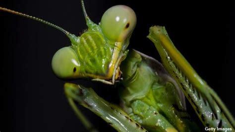 Man In England Claims He Encountered A Telepathic Praying Mantis