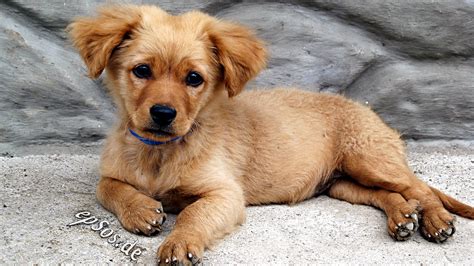 File:Golden Retriever puppy - 2010.jpg - Wikimedia Commons