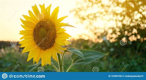 Beautiful Young Sunflower Grow In A Field At Sunset