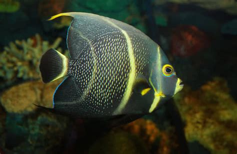 Top 10 Most Beautiful Fishes In The World The Mysterious