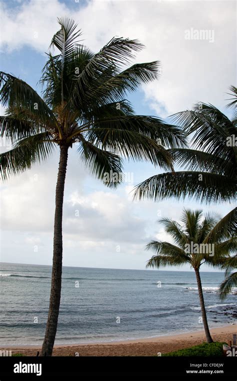 Palm Trees On A Beach At Kauai Hawaii Stock Photo Alamy