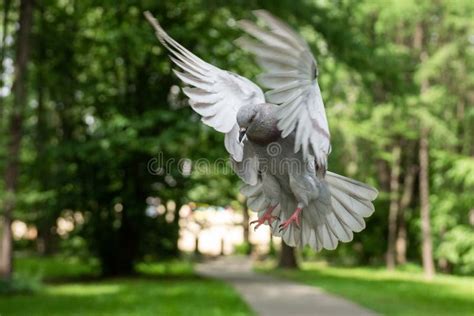 Pigeon In Flight Stock Image Image Of Animal Sunlight 14273283