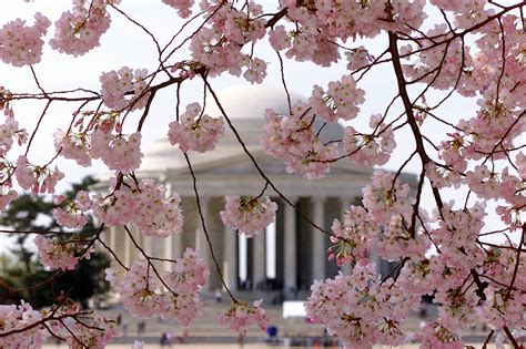 National Park Service Revises Peak Cherry Blossom Bloom