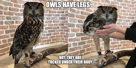 Owl Imgflip