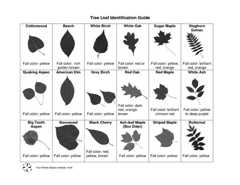 Tree Leaf Identification Guide Environmental Science Pinterest