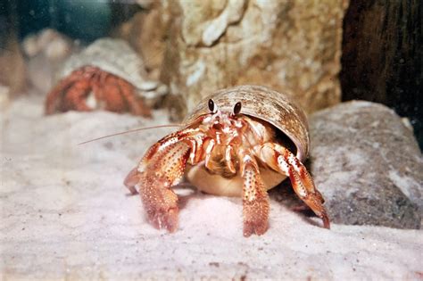 Hermit Crabs Make Good Pets Hermit Crab World