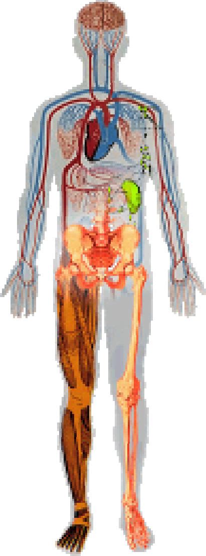 11 Human Body Systems And Functions