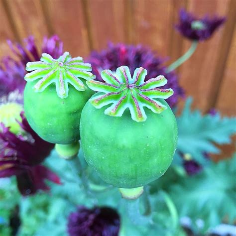 Poppy seed pods | Poppy seed pods, Seed pods, Poppies