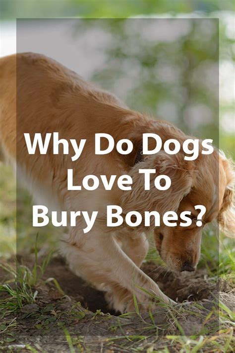 Why Do Dogs Bury Bones Best Dogs Dog Love Dog Training