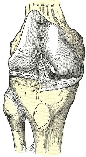 Tibiofibular Joint Anatomy Bone And Spine