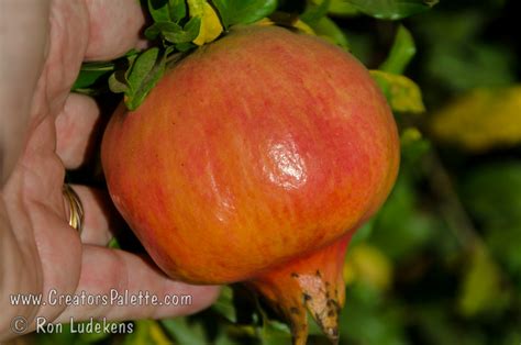 Ambrosia Pomegranate Punica Granatum Creatorspalette