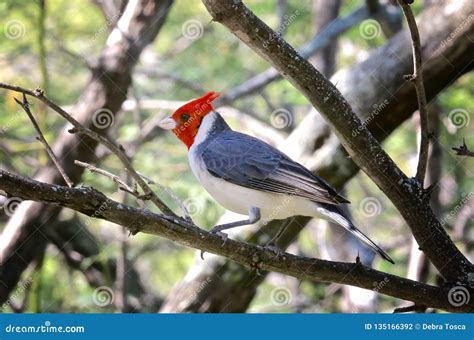 Red Crested Cardinal Bird Stock Photo Image Of Perched 135166392