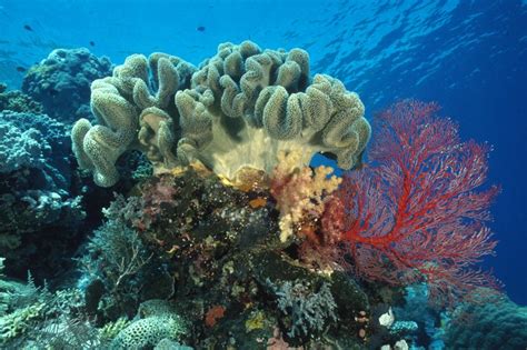Micronesia Tour Blog Reef Scene With Soft Coral Palau Photography