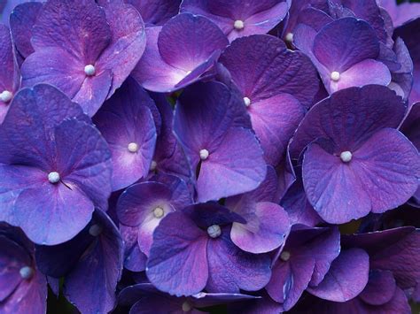 Purple Blue Purple Flower Hd Wallpaper Pxfuel