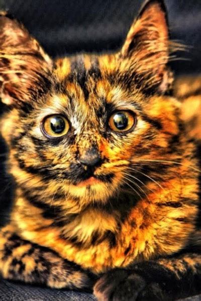 100 best cat names for your kitten: Beautiful Markings - 16th January 2017 - We Love Cats and ...