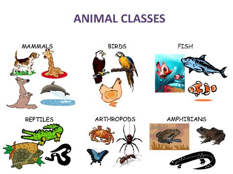 Animal Classes
