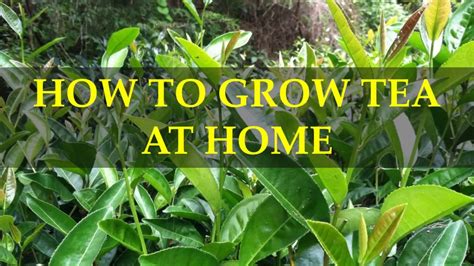 How To Grow Tea At Home Youtube