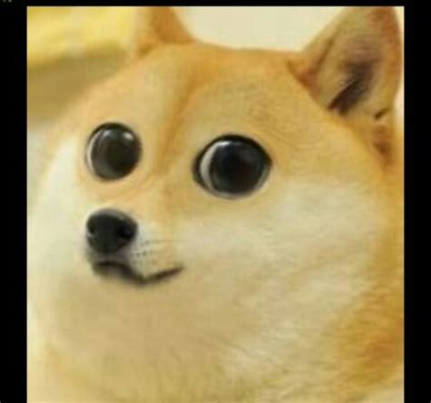 Image 581408 Doge Know Your Meme