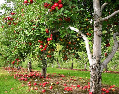 Successfully Planting Apple Trees Artlies