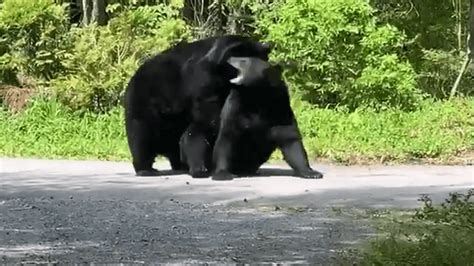 Rough Bear Brawl Caught On Camera In Gatlinburg