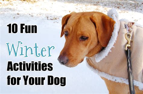10 Fun Winter Activities For Your Dog
