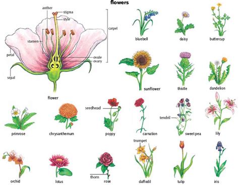 Lily Noun Definition Pictures Pronunciation And Usage Notes