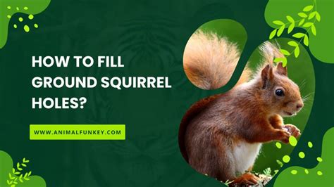 How To Fill Ground Squirrel Holes Explained Animalfunkey