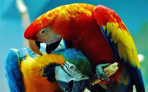 Macaw Hd Wallpaper Background Image 2560x1600