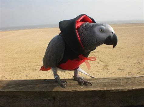 Pet Bird Parrot Hoodie Blk And Red All Sizes Petite To Etsy Parrot