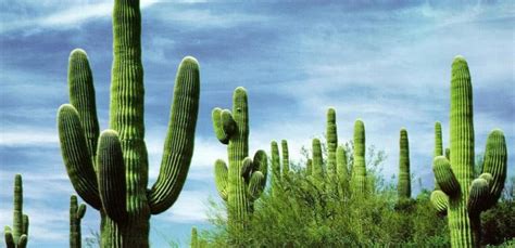 Interesting Facts About Cactus Gran Luchito Mexican